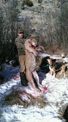 This fine lion was killed in Powderhorn Colorado and was tagged in Nebraska . We are still waiting too here the story about this lion’s life.. but pretty cool