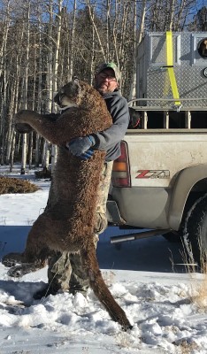 We got this Tom after a pretty good chase didn’t think the hounds were going to get him..