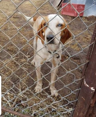 42BC1BF7-3D3C-45EE-A614-86E9C0A5490C.jpeg (780.16 KiB) Viewed 8777 times This is my 5 1/2 year old redtick female she has a blue and brown eye