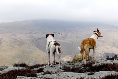 collie and hound.JPG