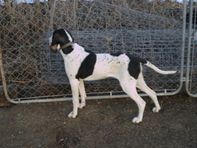 Gascon Pups 2 031.jpg