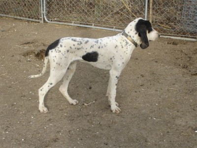 Gascon Pups 2 046.jpg