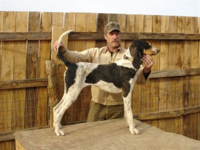 Gascon Pups 2 050.jpg