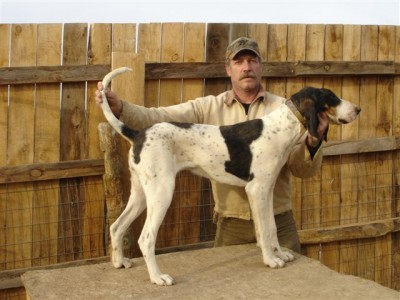 Gascon Pups 2 052.jpg