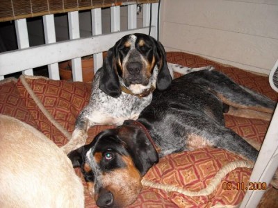 diesel and dottie.jpg