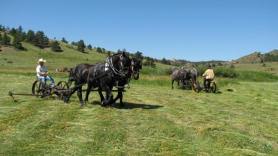 Mowing 2009 [640x480].JPG