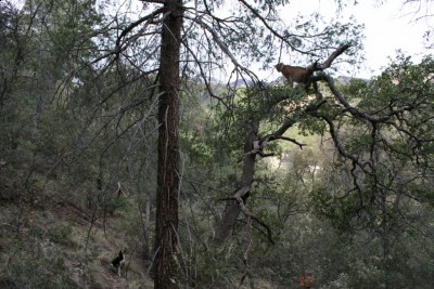Jake treed on a male lion and the person in orange is my dad 74 and can still make it to a lion tree