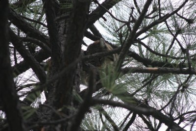 Bobcat looking down at dogs