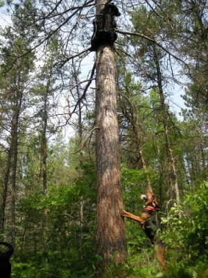 Razor at 2 yrs. old. Black n Tan Bloodhound