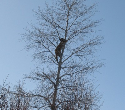 Nogies first lion 001.jpg