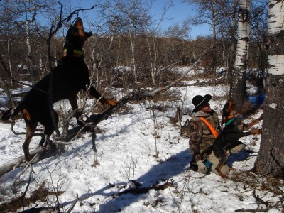 7 yr old Kosnik female w/14 month full Cameron female