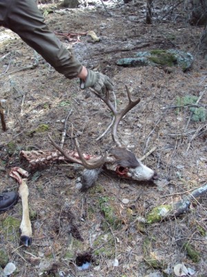 A healthy mule deer killed by the old female.