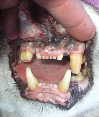 This old female with worn teeth killed a healtyh mule deer buck.