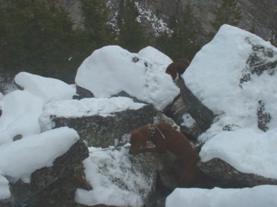 Can't really tell in this photo but it is a shear drop off on the other side of where Lola is in the background of this photo.