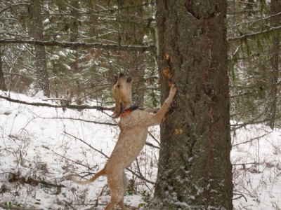 Penney's first solo lion