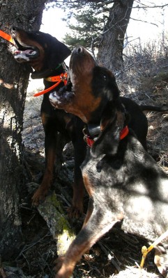 Boomer Horseshoe Basin.jpg