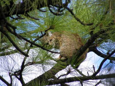 Cannibal bobcat.jpg