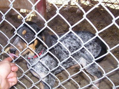 This a perfomance pup from illinios his name is trouble