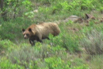 black bear snap shot, small image.jpg