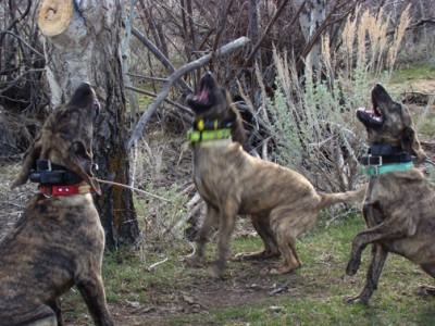 Big Three treeing 6 months.web.jpg