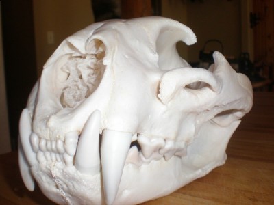 SeanLionSkull 003 [800x600].jpg