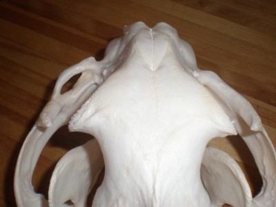 SeanLionSkull 001 [800x600].jpg