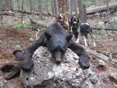 Bear #25 008 [1600x1200].jpg