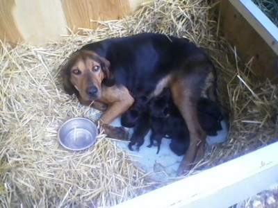 Puppies ready Aug 22.  Had the coon tail out to tease them tonight.  Almost 7 weeks old and they all get right after it.  Pretty cool