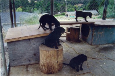 Here are the Pups...