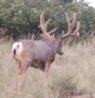 Copy of PICT0035a.jpg