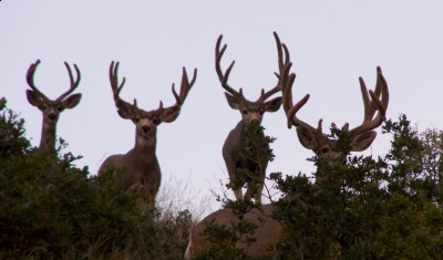 Copy of PICT0041a.jpg