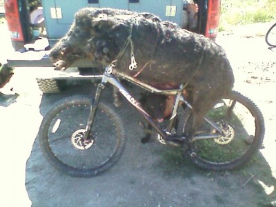 joice island pig 2008.jpg