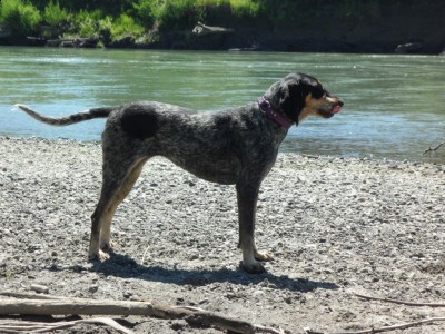 Trigger right before being bred