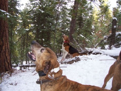 Hammer &amp; Brody on a lion.