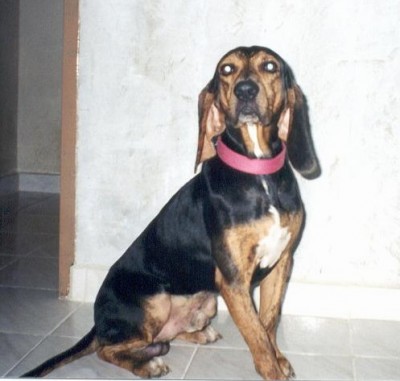 this dog is the average of dog we have in my country