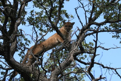 Male lion 9.21.2010.JPG