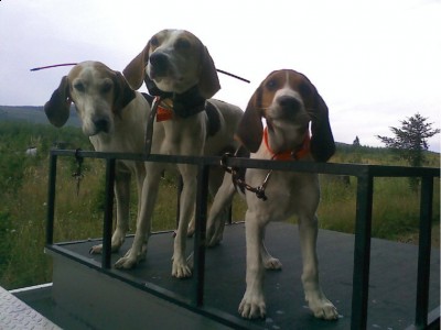 my young pups and and old jenny girl a friend is letting me use to train my dog;s