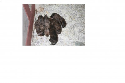 shilo pups 014resized.jpg