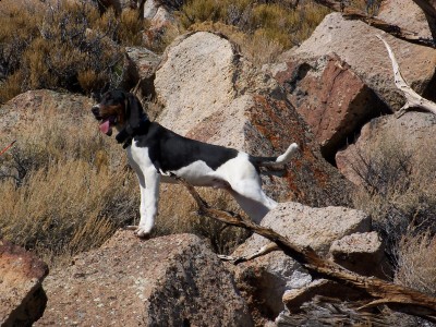 heres ace on his third trip out