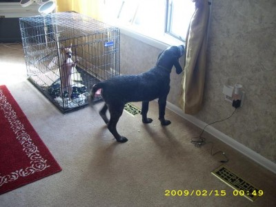 couple months ago checking out life indoors it was still pretty cold up here in northern new york in febuary so he spent a good deal of evenings inside.