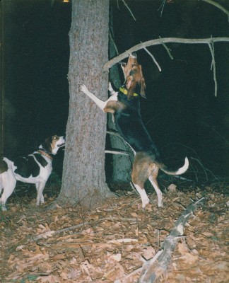 Lucy treed 002.jpg