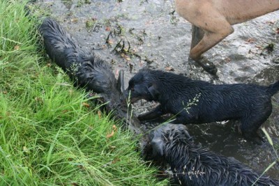 Blue and Scruff stretching a nutria with trout at 6 months old in the middle