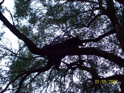 bear hunting 011.JPG