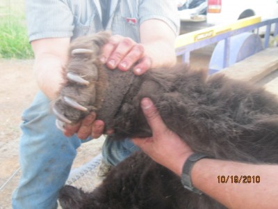 Bear hunt 10-19-10 024.JPG
