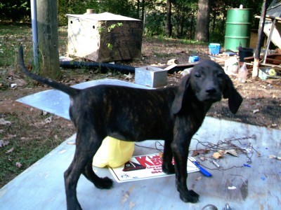 bear week pics004.jpg