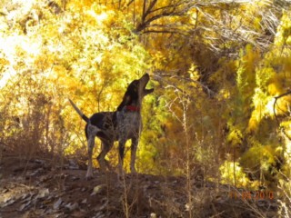 Rio Grande Lion 027 [320x200].jpg