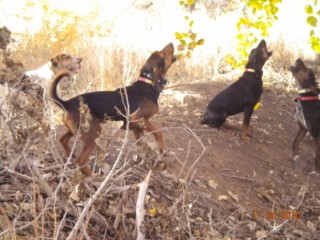 Rio Grande Lion 022 [320x200].jpg