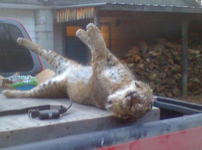 38 pound female nice cat.