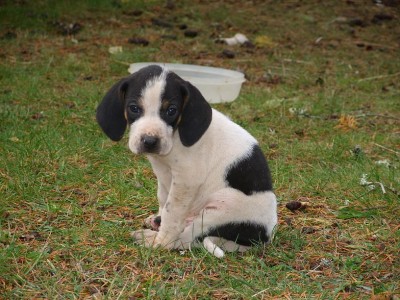 Male at 6 weeks old