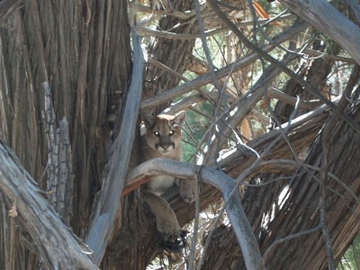 checking on bears 113 [1600x1200].jpg